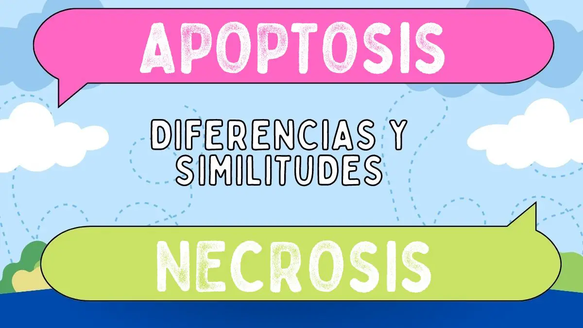 Diferencias entre apoptosis y necrosis
