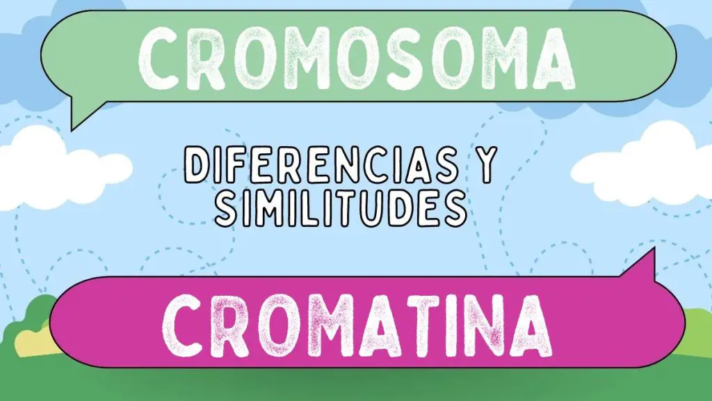 Diferencias entre cromosoma y cromatina