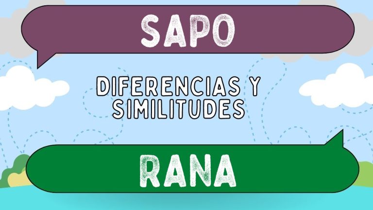 Sapo Rani Diferencias entre sapo y rana